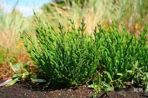 砖缝为何总长草，揭秘无土植物生存真相