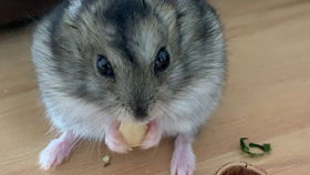 我的猫也出事了