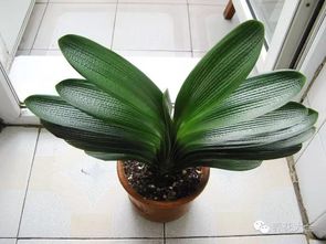 君子兰的净化空气作用