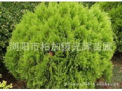 塔柏树苗的种植方法