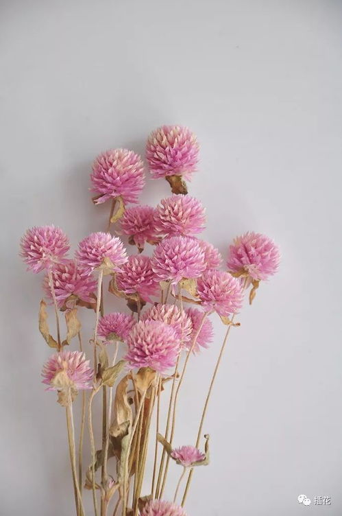 制作干花的关键是什么？哪些花适合做干花