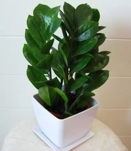 门口摆放招财植物，寓意财源滚滚