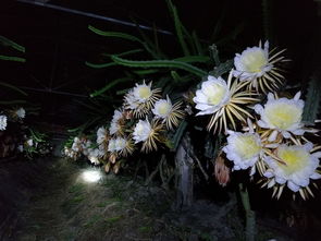 植物开花晚上，为何夜幕降临才绽放