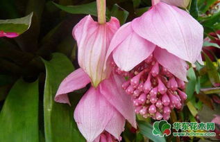 无苗头宝莲灯花怎么养？能否开花结果