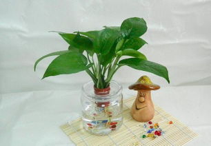 绿萝：新手养护的明星植物