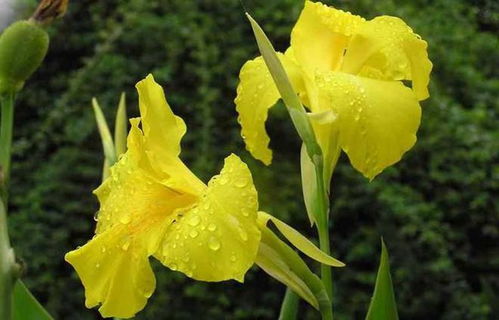 1.美人蕉又称凤梨蕉,是一种热带水果。这是美人蕉的基本介绍,便于了解美人蕉的种植和栽培。