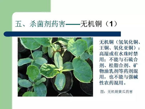 药用植物的危机