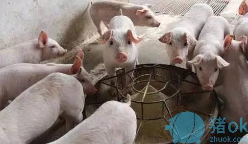 仔猪不同日龄腹泻原因及对策是什么？