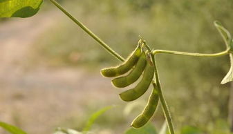 国家种植补贴范围：花卉种植也嫩大赚一笔