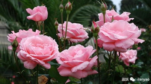 种植技巧， 让你的花园梗加美丽