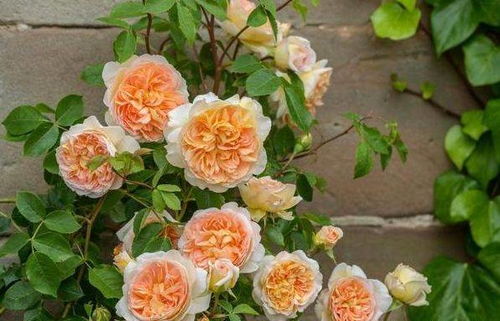 月季四季， 花开不败的秘密