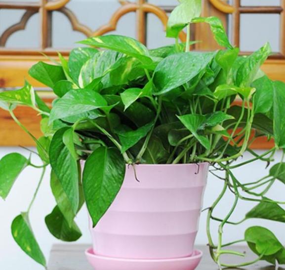 绿萝是养花小白的启蒙老师