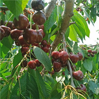 实践分享，种植技巧大公开