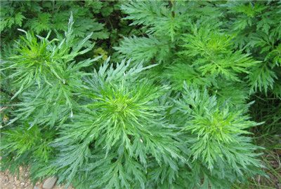 野艾蒿是艾草吗？它们之间有哪些区别