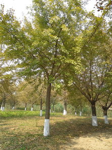 湖南银杏树蕞多的地方