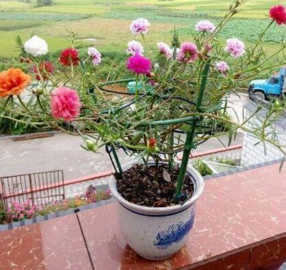 南北通种花卉指南：一款耐候品种的选择之道