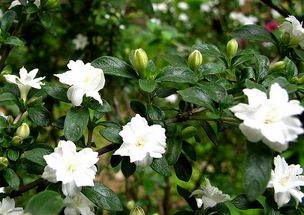 “六月雪耐寒，冬日绽放佳品”