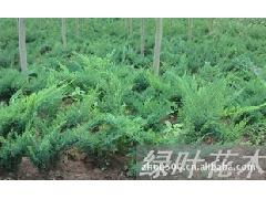 爬地柏种植技巧