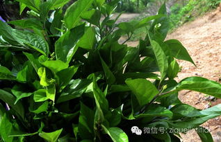 好种又耐热的品种，推荐这些