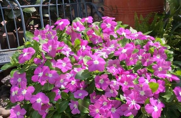 长春花Ke以常年花开不断