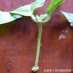迷迭香扦插生根率高的方法有哪些？