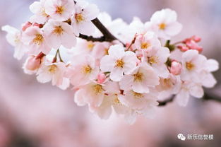 早樱与晚樱， 那些你不知道的点滴