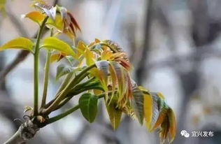 香椿树与农药， 一场意想不到的相遇