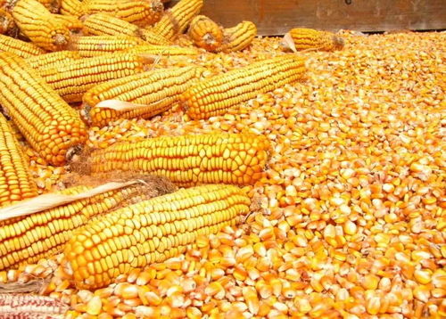 玉米霉变是粮食储存过程中常见的问题