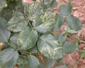 杀扑磷：蚧壳虫的天敌