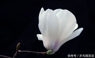 广玉兰：荷花的影子， 香气四溢