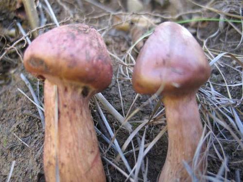 中国最贵蘑菇排名中，哪种果树最值钱？