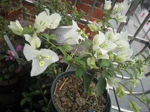 陈伯的“三防三促”法