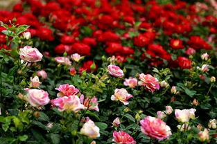 月季花开，韩城变靓丽