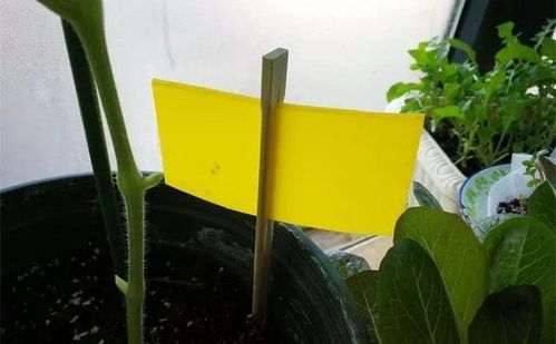 花盆里小飞虫多怎么办？一招轻松解决