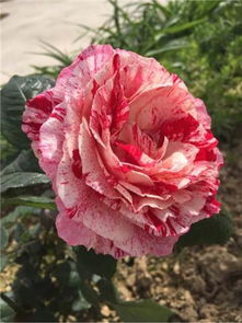 月季花为何越开越小？揭秘小月季花的养护秘籍