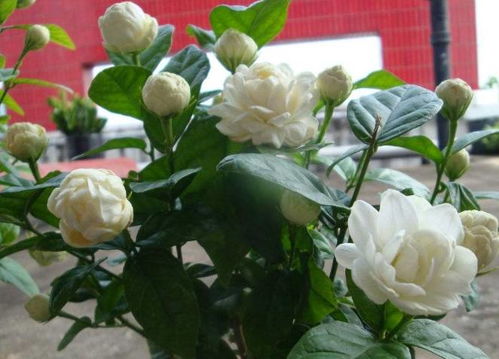 玫瑰花般每年开次花， 这次盛开时机在温暖季节，通常五月至八月间