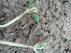 别忘了kan说明书