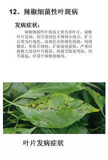 水稻恶苗病防治