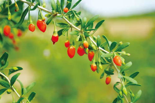 枸杞种植深度：精准深度，养根更养花