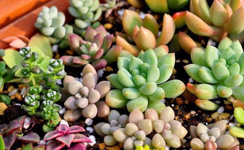 多肉植物营养土怎么配？成分比例有讲究吗