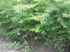 苗木品质与市场价值