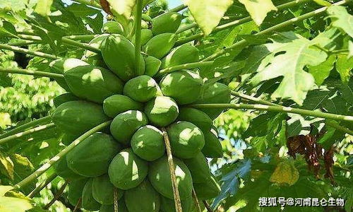 木瓜贮藏保鲜技术，延长果实保质期