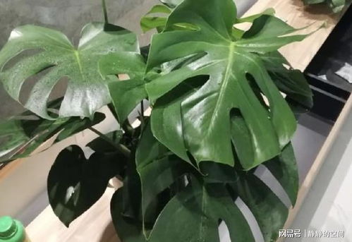 第四步：修剪后的保养