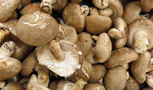 香菇，伞状菌盖