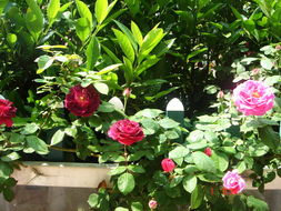 月季花园的梦想启航