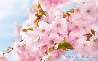 樱花基地大搜罗