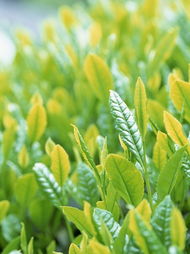 茶叶专用杀虫药， 茶叶平安无忧