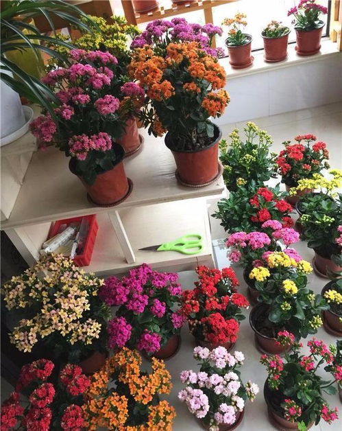 长寿花怎么修剪才能让株型更加美观和丰满