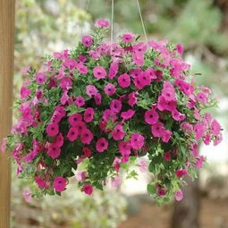 路西法月季：园艺届的大爹， 难养得要命