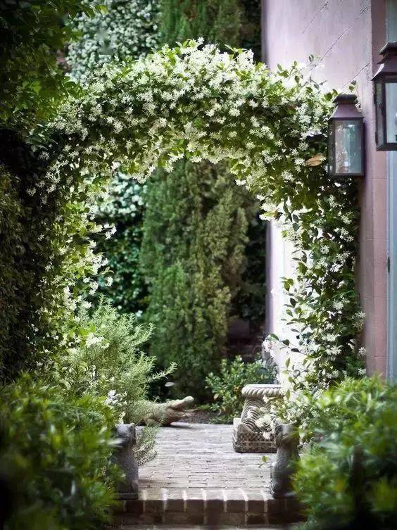 风车茉莉， 亭子里的清香使者